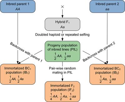 Combined QTL mapping on bi-parental immortalized heterozygous populations to detect the genetic architecture on heterosis